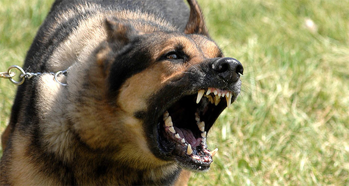 Dog Barking - City of Turlock (Animal Services\Animal Problems)