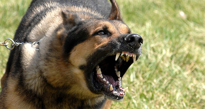 what is the law about dogs barking